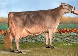 Prodaja steonih junica Swiss brown rase