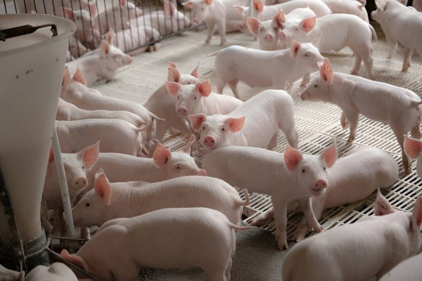 Nazimice, suprasne krmače i prasad - Cijena po dogovoru